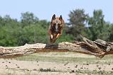 MALINOIS 746